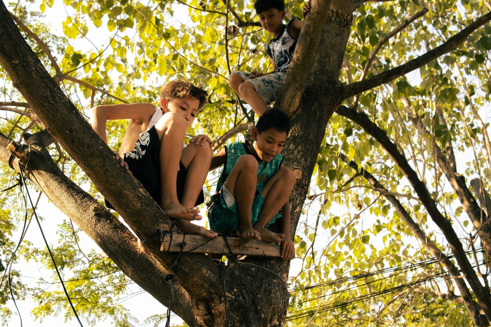 Kids perched high up in a tree